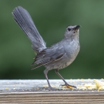 capecod_236