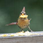 capecod_241