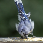 capecod_249