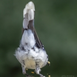 capecod_251