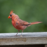 capecod_253