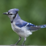 capecod_254