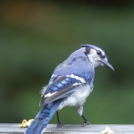capecod_257