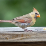 capecod_259