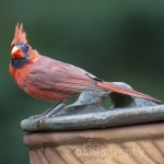 capecod_261