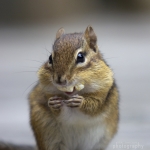 capecod_272