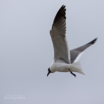 capecod_342