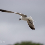 capecod_346