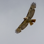 capecod_63
