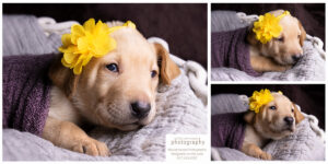 Greater Boston Pet Photography