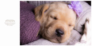 Greater Boston Pet Photography
