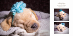 Greater Boston Pet Photography