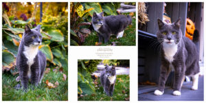 Greater Boston Pet Photography
